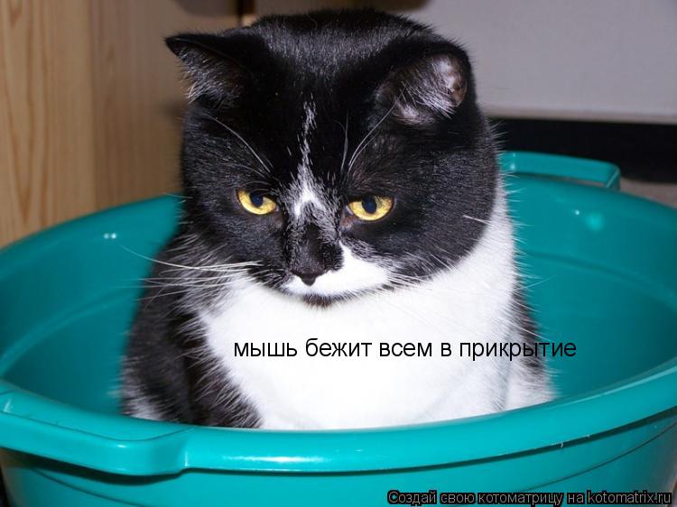 Котоматрица: мышь бежит всем в прикрытие