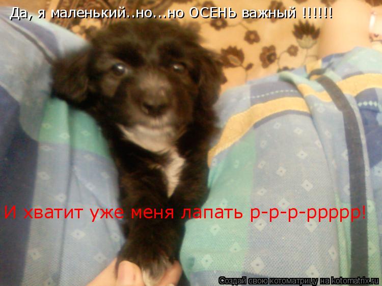 Да, я маленький..но...но ОСЕНЬ важный !!!!!! И хватит уже меня лапать р-р-р-ррррр!... Котоматрица: Да, я маленький..но...но ОСЕНЬ важный !!!!!! И хватит уже меня лапать р-р-р-ррррр!
