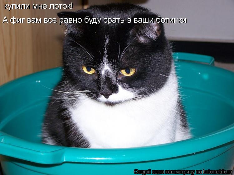 купили мне лоток! А фиг вам все равно буду срать в ваши ботинки... Котоматрица: купили мне лоток! А фиг вам все равно буду срать в ваши ботинки
