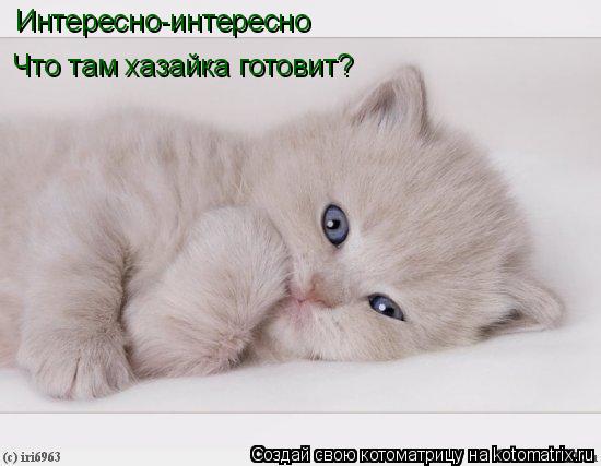 Интересно-интересно Что там хазайка готовит?... Котоматрица: Интересно-интересно Что там хазайка готовит?