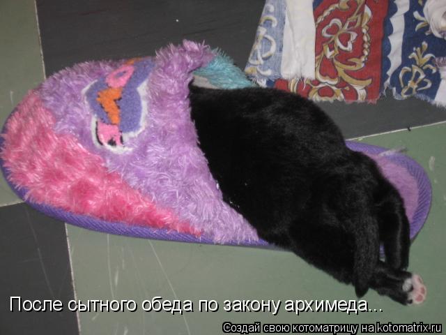 После сытного обеда по закону архимеда...... Котоматрица: После сытного обеда по закону архимеда...