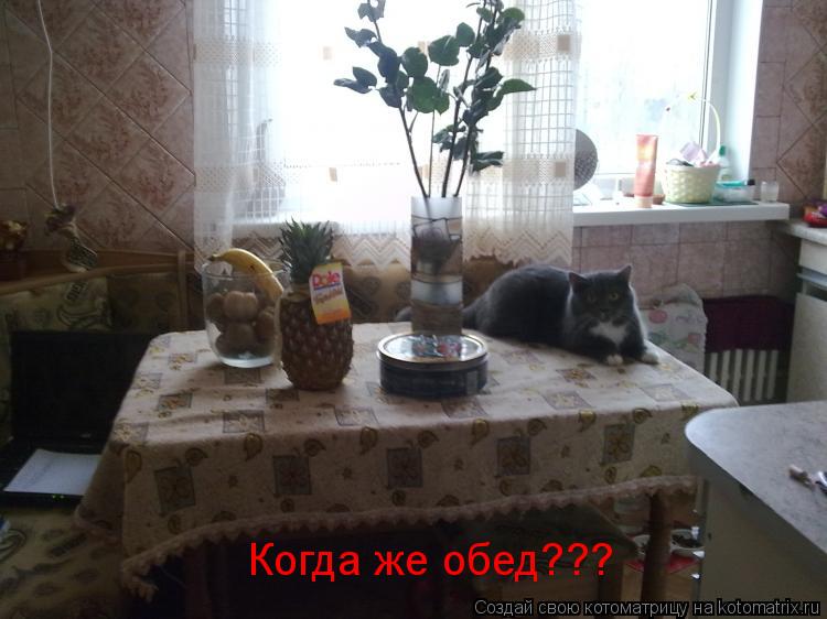 Когда же обед???... Котоматрица: Когда же обед???