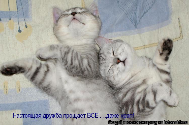 Настоящая дружба прощает ВСЕ.....даже храп!... Котоматрица: Настоящая дружба прощает ВСЕ.....даже храп!