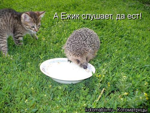А Ежик слушает, да ест!... Котоматрица: А Ежик слушает, да ест!