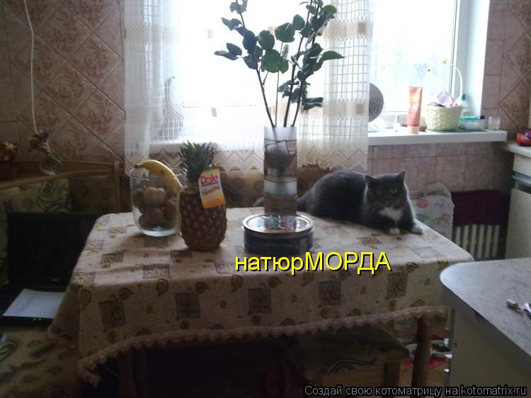 натюрМОРДА... Котоматрица: натюрМОРДА