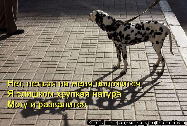 Нет, нельзя на меня положится Я слишком хрупкая натура Могу и развалится... Котоматрица: Нет, нельзя на меня положится Я слишком хрупкая натура Могу и развалится