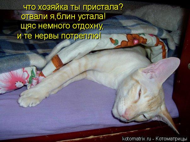 что хозяйка ты пристала? отвали я,блин устала! щяс немного отдохну, и те нервы потреплю!... Котоматрица: что хозяйка ты пристала? отвали я,блин устала! щяс немного отдохну, и те нервы потреплю!