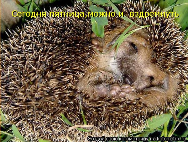 Cегодня пятница,можно и вздремнуть... Котоматрица: Cегодня пятница,можно и вздремнуть
