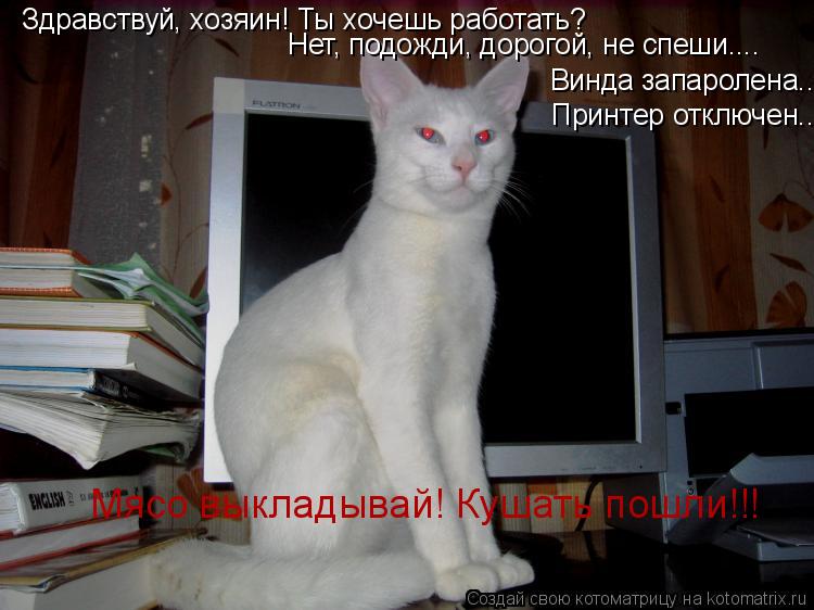 Здравствуй, хозяин! Ты хочешь работать? Нет, подожди, дорогой, не спеши.... Винда запаролена... Принт... Котоматрица: Здравствуй, хозяин! Ты хочешь работать? Нет, подожди, дорогой, не спеши.... Винда запаролена... Принтер отключен... Мясо выкладывай! Кушать пошл