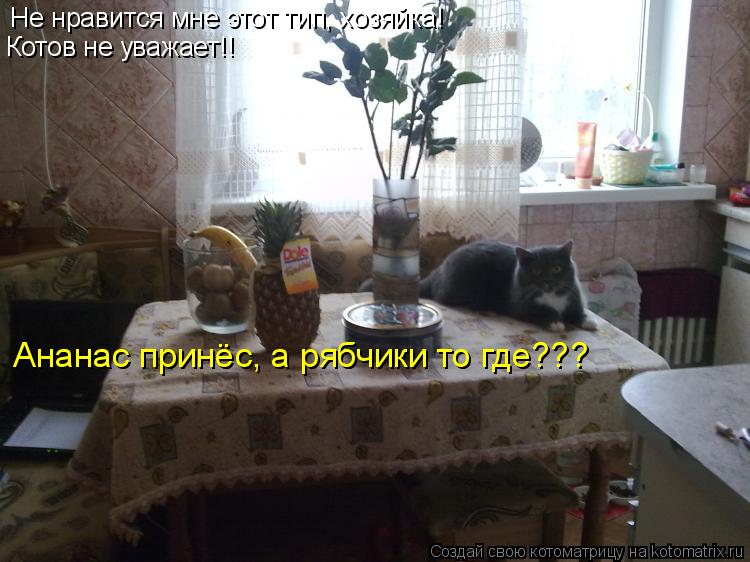 Не нравится мне этот тип, хозяйка! Котов не уважает!! Ананас принёс, а рябчики то где???... Котоматрица: Не нравится мне этот тип, хозяйка! Котов не уважает!! Ананас принёс, а рябчики то где???