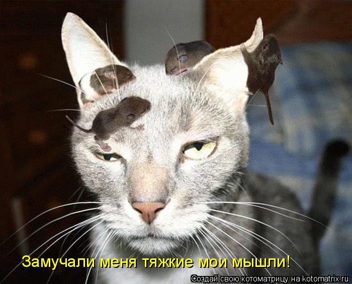 Замучали меня тяжкие мои мышли!... Котоматрица: Замучали меня тяжкие мои мышли!
