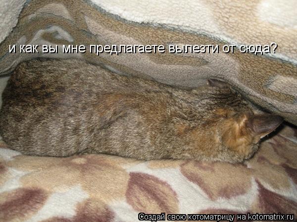 и как вы мне предлагаете вылезти от сюда?... Котоматрица: и как вы мне предлагаете вылезти от сюда?