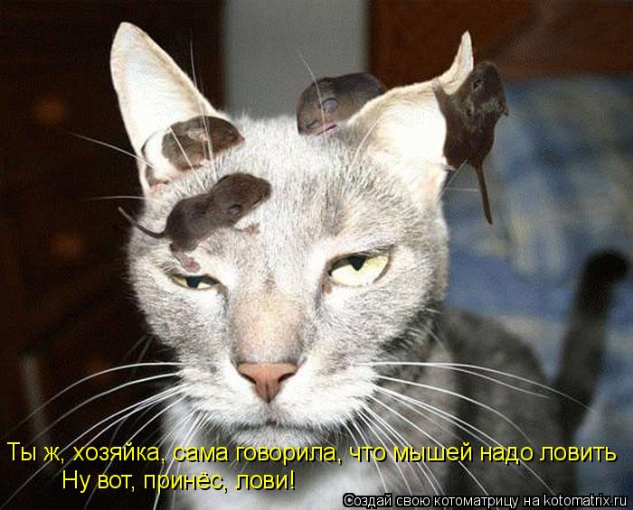 Ты ж, хозяйка, сама говорила, что мышей надо ловить Ну вот, принёс, лови!... Котоматрица: Ты ж, хозяйка, сама говорила, что мышей надо ловить Ну вот, принёс, лови!