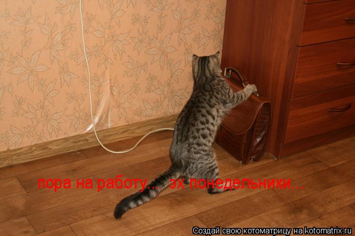 пора на работу... пора на работу... эх понедельники...... Котоматрица: пора на работу... пора на работу... эх понедельники...