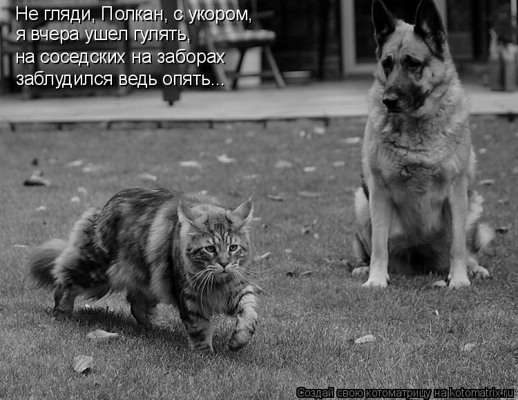 Не гляди, Полкан, с укором, я вчера ушел гулять, на соседских на заборах заблудился ведь опять...... Котоматрица: Не гляди, Полкан, с укором, я вчера ушел гулять, на соседских на заборах заблудился ведь опять...
