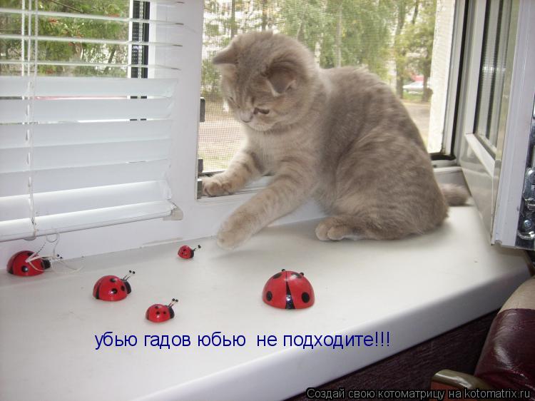 убью гадов юбью не подходите!!!... Котоматрица: убью гадов юбью не подходите!!!