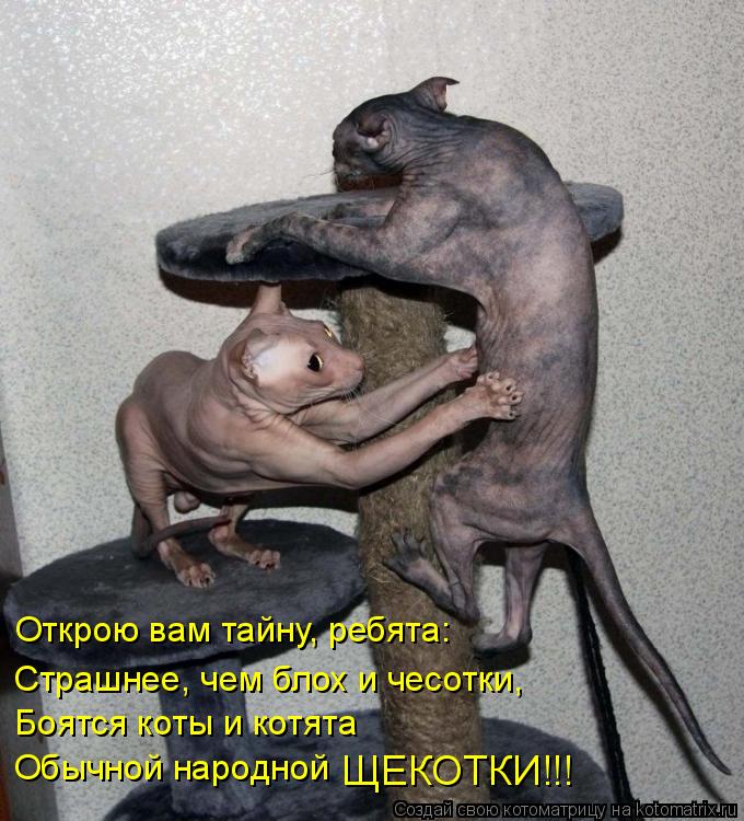 Открою вам тайну, ребята: Страшнее, чем блох и чесотки, Боятся коты и котята Обычной народной ЩЕКОТКИ... Котоматрица: Открою вам тайну, ребята: Страшнее, чем блох и чесотки, Боятся коты и котята Обычной народной ЩЕКОТКИ!!!