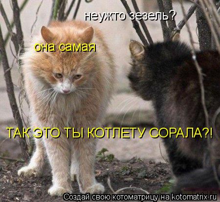неужто зезель? она самая ТАК ЭТО ТЫ КОТЛЕТУ СОРАЛА?!... Котоматрица: неужто зезель? она самая ТАК ЭТО ТЫ КОТЛЕТУ СОРАЛА?!