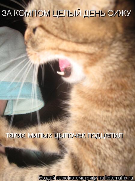 ЗА КОМПОМ ЦЕЛЫЙ ДЕНЬ СИЖУ таких милых цыпочек подцепил... Котоматрица: ЗА КОМПОМ ЦЕЛЫЙ ДЕНЬ СИЖУ таких милых цыпочек подцепил