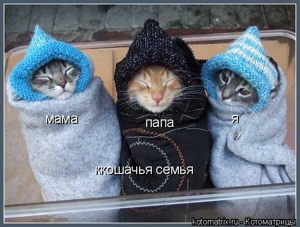 мама папа я ккошачья семья... Котоматрица: мама папа я ккошачья семья