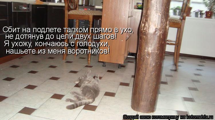 Сбит на подлете тапком прямо в ухо, не дотянув до цели двух шагов! Я ухожу, кончаюсь с голодухи, нашь... Котоматрица: Сбит на подлете тапком прямо в ухо, не дотянув до цели двух шагов! Я ухожу, кончаюсь с голодухи, нашьете из меня воротников!