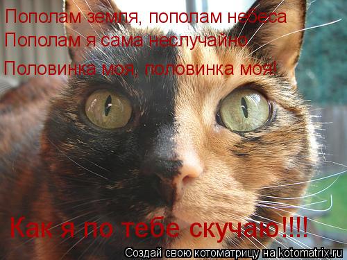 Пополам земля, пополам небеса Пополам я сама неслучайно Половинка моя, половинка моя! Как я по тебе с... Котоматрица: Пополам земля, пополам небеса Пополам я сама неслучайно Половинка моя, половинка моя! Как я по тебе скучаю!!!!