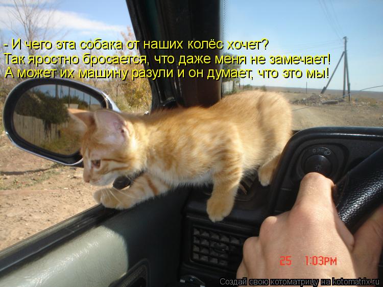 Так яростно бросается, что даже меня не замечает! - И чего эта собака от наших колёс хочет? А может и... Котоматрица: Так яростно бросается, что даже меня не замечает! - И чего эта собака от наших колёс хочет? А может их машину разули и он думает, что это мы!