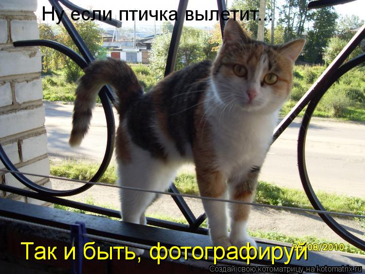 Ну если птичка вылетит...
Так и быть, фотографируй... Котоматрица: Ну если птичка вылетит...
Так и быть, фотографируй