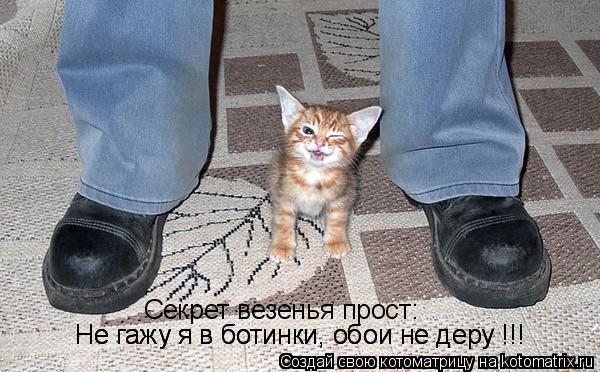 Секрет везенья прост: Не гажу я в ботинки, обои не деру !!! Не гажу я в ботинки, обои не деру !!!... Котоматрица: Секрет везенья прост: Не гажу я в ботинки, обои не деру !!! Не гажу я в ботинки, обои не деру !!!