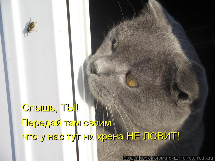 Слышь, ТЫ! Передай там своим что у нас тут ни хрена НЕ ЛОВИТ!... Котоматрица: Слышь, ТЫ! Передай там своим что у нас тут ни хрена НЕ ЛОВИТ!