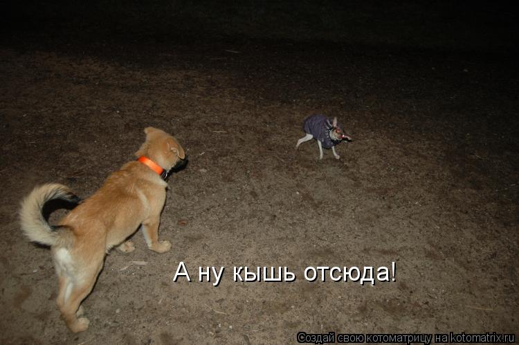 А ну кышь отсюда!... Котоматрица: А ну кышь отсюда!