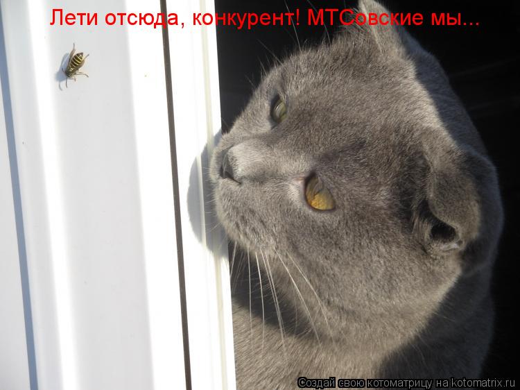 Котоматрица: Лети отсюда, конкурент! МТСовские мы...