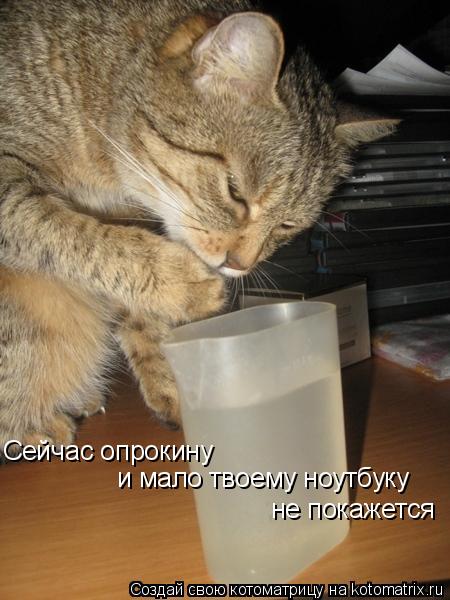 Сейчас опрокину и мало твоему ноутбуку не покажется... Котоматрица: Сейчас опрокину и мало твоему ноутбуку не покажется