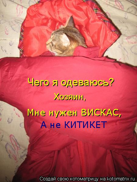 Чего я одеваюсь? Хозяин, Мне нужен ВИСКАС, А не КИТИКЕТ... Котоматрица: Чего я одеваюсь? Хозяин, Мне нужен ВИСКАС, А не КИТИКЕТ
