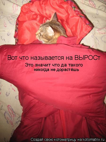 Вот что называется на ВЫРОСт Это значит что да такого никогда не дорастёшь... Котоматрица: Вот что называется на ВЫРОСт Это значит что да такого никогда не дорастёшь