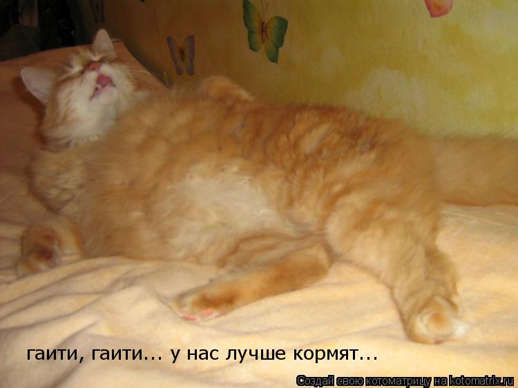 гаити, гаити... у нас лучше кормят...... Котоматрица: гаити, гаити... у нас лучше кормят...