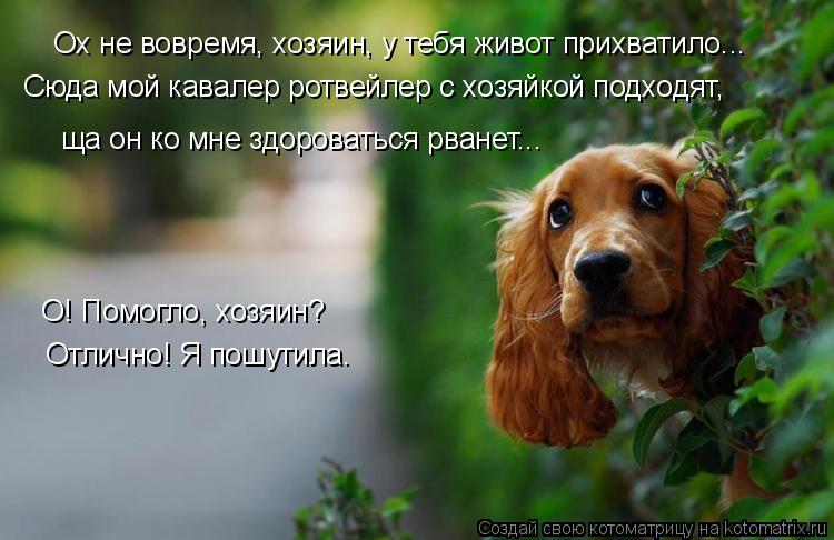 Ох не вовремя, хозяин, у тебя живот прихватило... Сюда мой кавалер ротвейлер с хозяйкой подходят, ща ... Котоматрица: Ох не вовремя, хозяин, у тебя живот прихватило... Сюда мой кавалер ротвейлер с хозяйкой подходят, ща он ко мне здороваться рванет... О! Помогло,