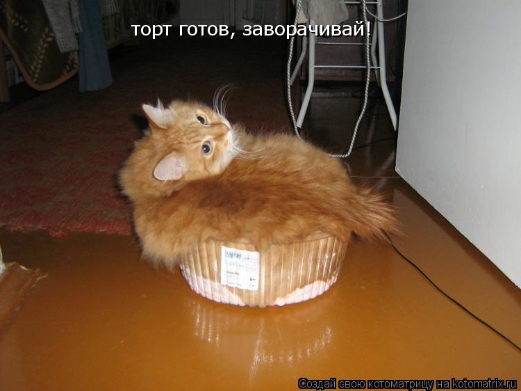 торт готов, заворачивай!... Котоматрица: торт готов, заворачивай!