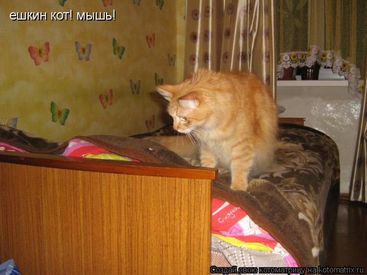 ешкин кот! мышь!... Котоматрица: ешкин кот! мышь!