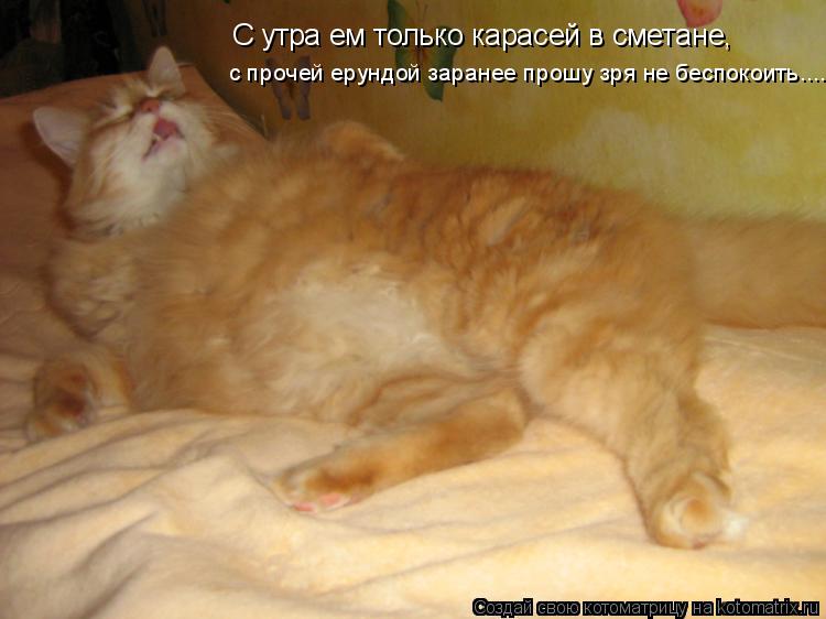 С утра ем только карасей в сметане, с прочей ерундой заранее прошу зря не беспокоить....... Котоматрица: С утра ем только карасей в сметане, с прочей ерундой заранее прошу зря не беспокоить....