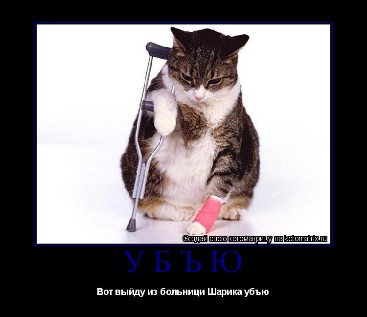 Котоматрица: УБЪЮ Вот выйду из больници Шарика убъю