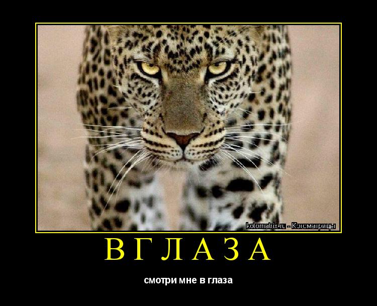 Котоматрица: ВГЛАЗА смотри мне в глаза