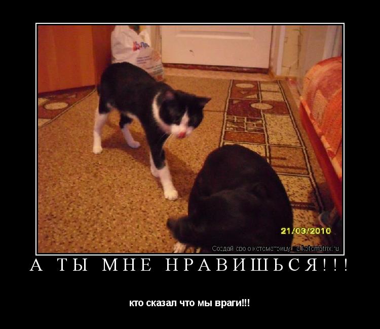 Котоматрица: а ты мне нравишься!!! кто сказал что мы враги!!!
