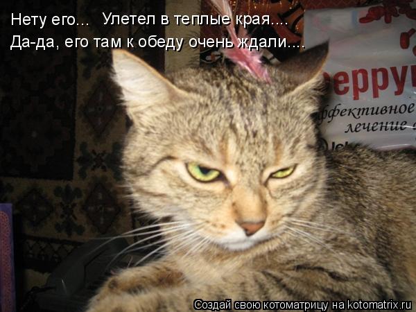 Нету его... Улетел в теплые края.... Да-да, его там к обеду очень ждали....... Котоматрица: Нету его... Улетел в теплые края.... Да-да, его там к обеду очень ждали....