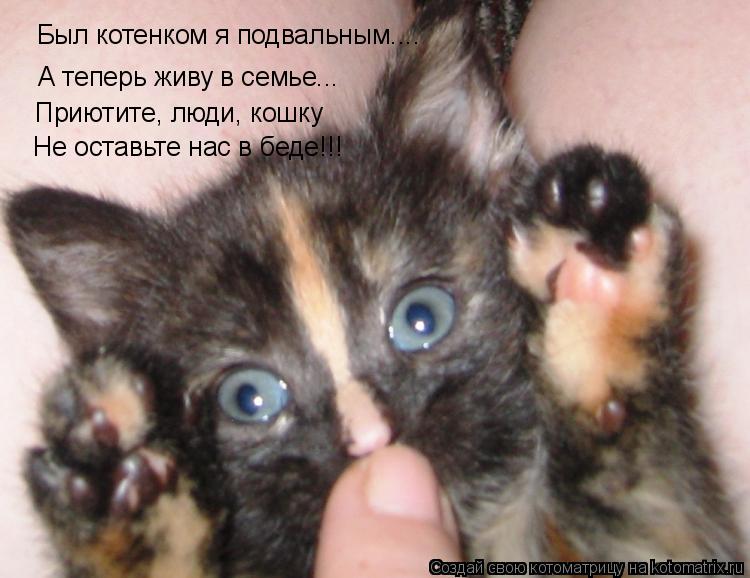 Был котенком я подвальным.... А теперь живу в семье... Приютите, люди, кошку Не оставьте нас в беде!!... Котоматрица: Был котенком я подвальным.... А теперь живу в семье... Приютите, люди, кошку Не оставьте нас в беде!!!