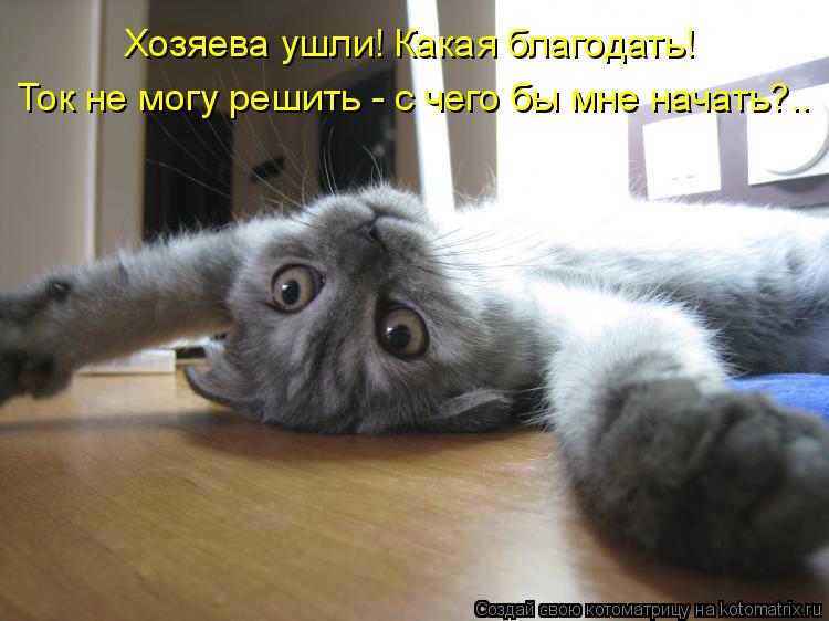 Котоматрица: Хозяева ушли! Какая благодать! Ток не могу решить - с чего бы мне начать?..