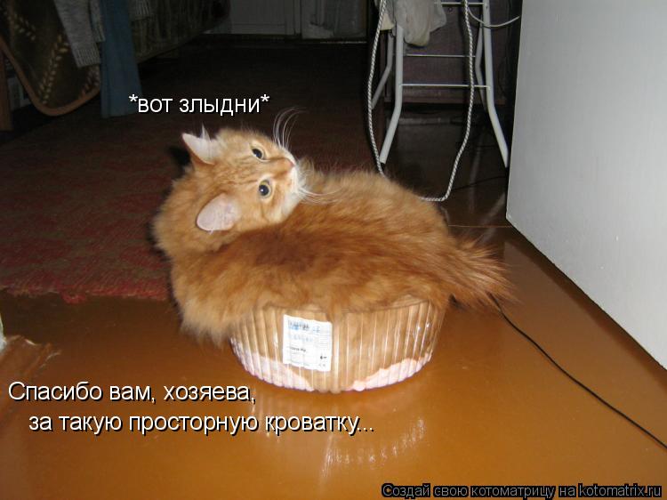 Спасибо вам, хозяева, за такую просторную кроватку... *вот злыдни*... Котоматрица: Спасибо вам, хозяева, за такую просторную кроватку... *вот злыдни*