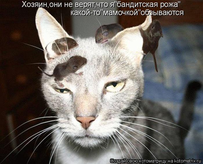 Хозяин,они не верят,что я"бандитская рожа" какой-то"мамочкой"обзываются... Котоматрица: Хозяин,они не верят,что я"бандитская рожа" какой-то"мамочкой"обзываются