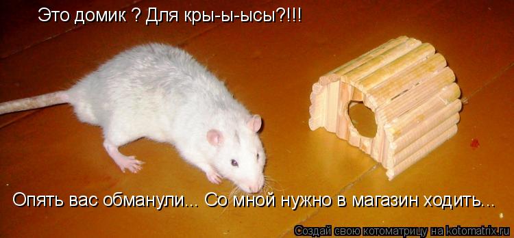 Это домик ? Для кры-ы-ысы?!!! Опять вас обманули... Со мной нужно в магазин ходить...... Котоматрица: Это домик ? Для кры-ы-ысы?!!! Опять вас обманули... Со мной нужно в магазин ходить...