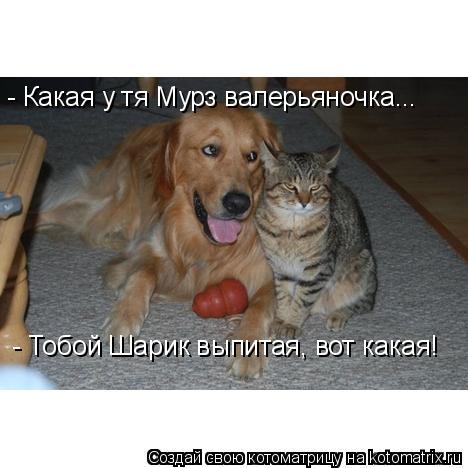 - Какая у тя Мурз валерьяночка... - Тобой Шарик выпитая, вот какая!... Котоматрица: - Какая у тя Мурз валерьяночка... - Тобой Шарик выпитая, вот какая!